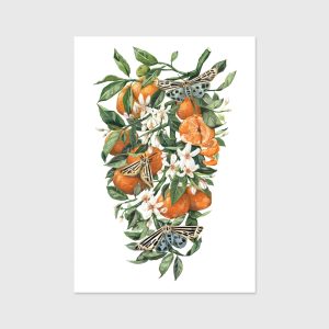 drawing of a branch with clementines by sara No, Ibuki